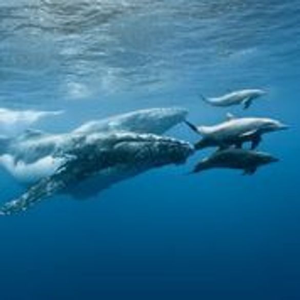 Whales and dolphins 