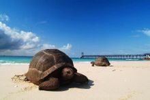 Aldabra giant tortoise - Seychelles