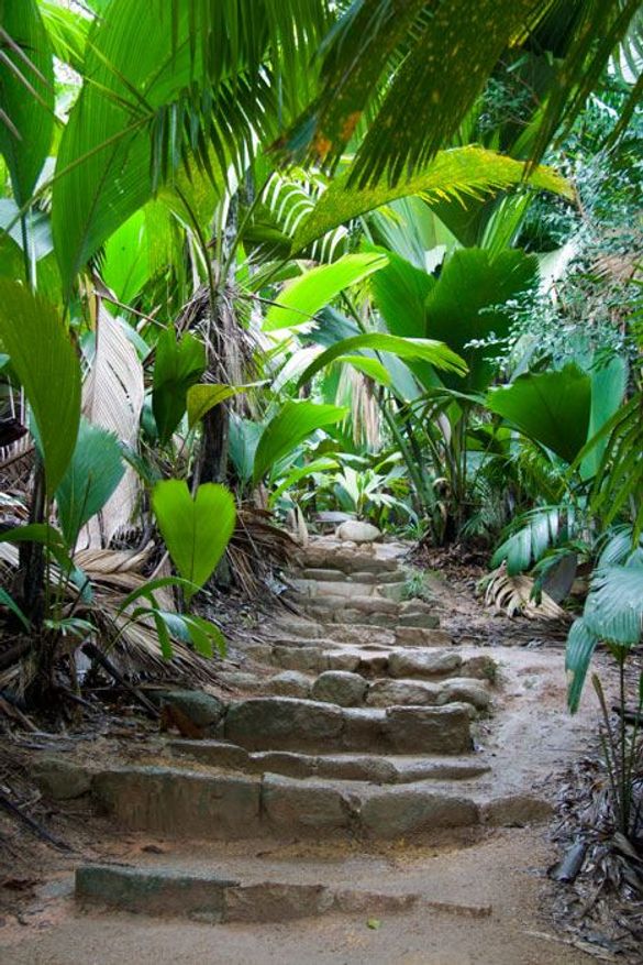 The Vallée de Mai - UNESCO World Heritage Site, Seychelles The Vallée de Mai - UNESCO World Heritage Site, Seychelles