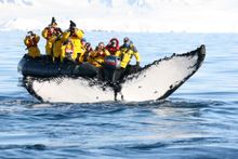 Antartica Whale watching