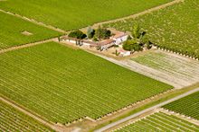 Domaine de Servolle à Bouteville, Cognac vines 