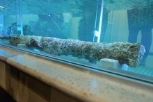 Columbus era cannon (verso) on display at the world's largest children's museum
