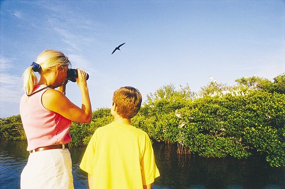 Bird Watching