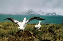 BirdLife Australia joins Scotia Sea Springtime to South Georgia & Antarctica - Courting Albatrosses -  Aurora Expeditions