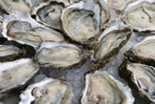 Beau Soleil Oysters