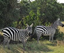 Zebra at Sweetwaters Camp