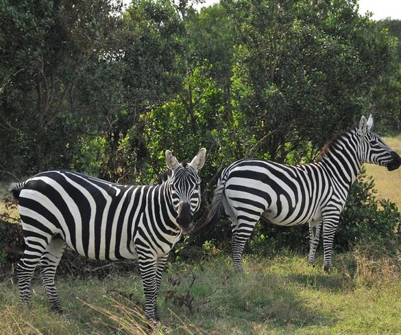 Zebra at Sweetwaters Camp