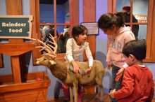 Grooming the reindeer