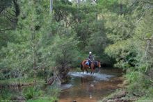 Combine the best of both worlds on a TCP Horse Riding with Wine Tasting Tour in the beautiful Megalong Valley.