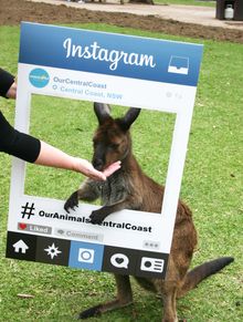 #OurAnimalsCentralCoast competition