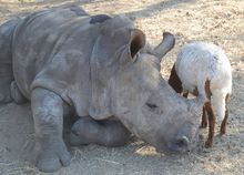 Gertjie and Lammie