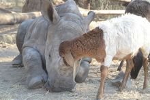 Gertjie and Lammie