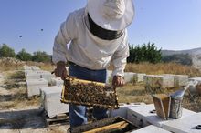 Cretan beekeeper