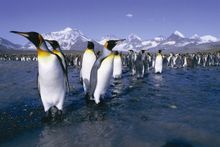 Penguins visit
