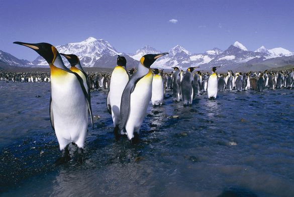 Penguins visit Penguins visit
