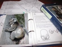 Koala Nose Pattern Identification Book