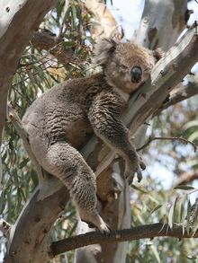 wild male koala Buck, part of Wild Koala Research Project