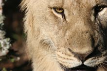 Lion Face