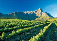 Winelands in the Cape