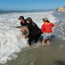 A Bronzie shark is released into the ocean by SASC volunteers