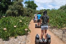 Spier Segway Protea Garden