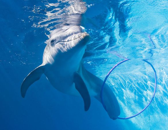 The Clearwater Marine Aquarium’s main attraction these days is an energetic bottlenose dolphin named Winter who lost her tail wh