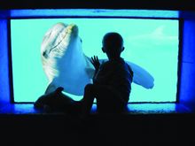 The Clearwater Marine Aquarium’s main attraction these days is an energetic bottlenose dolphin named Winter who lost her tail wh