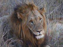 African Lion