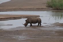 African Rhino