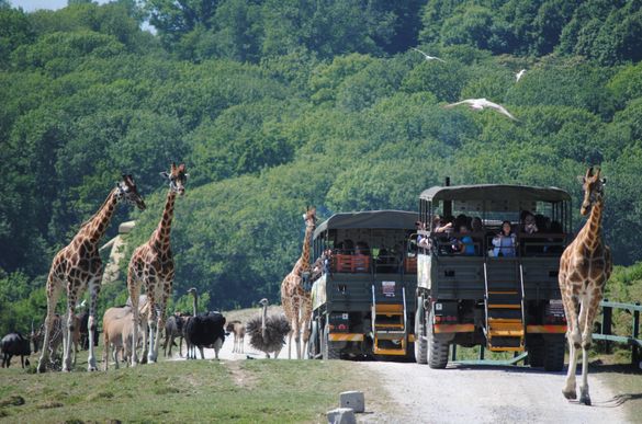 Livingstone Lodge Overnight Safari Experience 