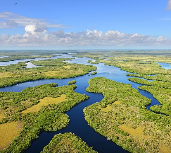 Florida Everglades
