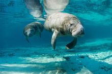 Manatee