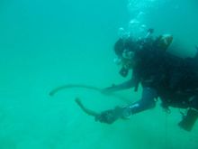 Dive for Life