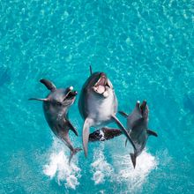 Cudo's Sea World deal has made a splash.