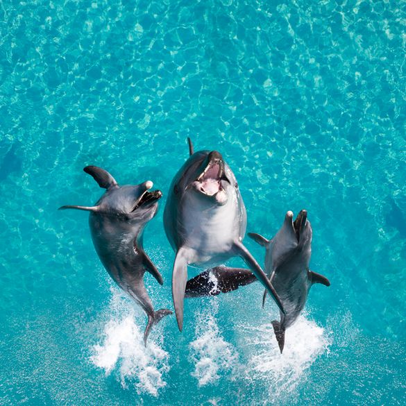 Cudo's Sea World deal has made a splash.