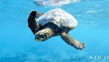 Resident Sea Turtle Chloe (HK 270) at Coco Bodu Hithi