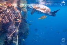 Olive Ridley Project