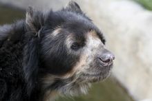 Spectacled bear, Peru