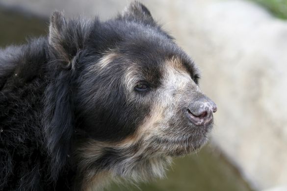 Spectacled bear, Peru