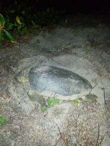Mother turtle laying her eggs at a beach in Bowen