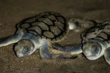 Baby hatchlings, Bowen, The Whitsundays