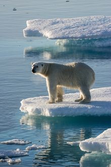 Polar Bear in Arctic