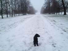 Enjoy the dedicated Festive Dog dinner menu throughout December #WinterWalks