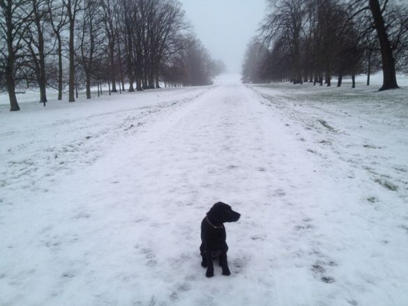 Enjoy the dedicated Festive Dog dinner menu throughout December #WinterWalks Enjoy the dedicated Festive Dog dinner menu throughout December #WinterWalks