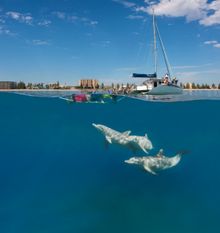 South Australia news, November 2014, swimming with dolphins, temptation sailing