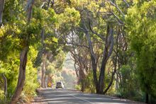 South Australia news, November 2014, Cape Couedic