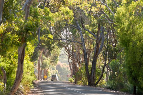 South Australia news, November 2014, Cape Couedic