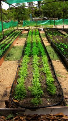 HS Organic Garden 1