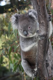 Koala, Tidbinbilla Nature Reserve