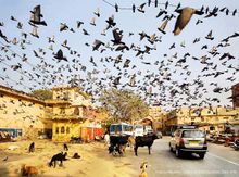 Maciey Makowski; courtesy of Global Encounters. Photo taken in Jaipur India